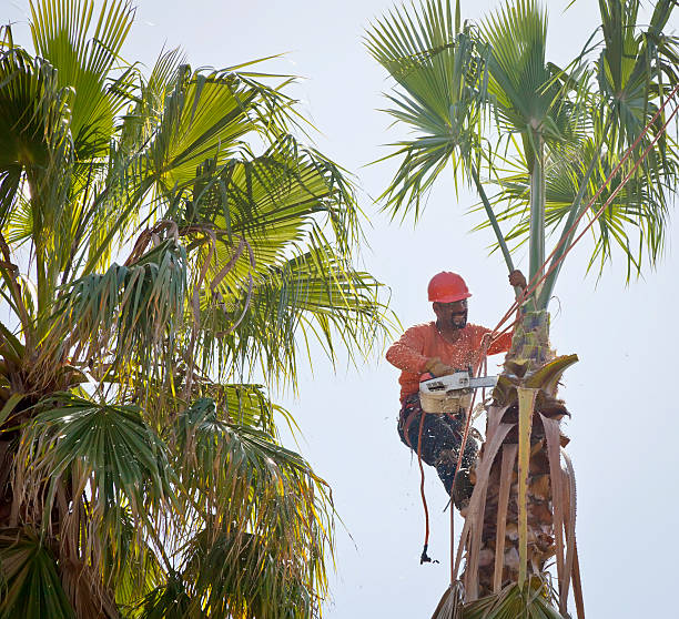 Residential Tree Removal in Dunbar, SC